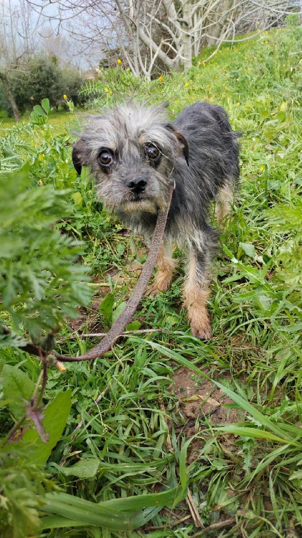 Simba splendido cucciolino taglia piccola cerca casa  Foto 7