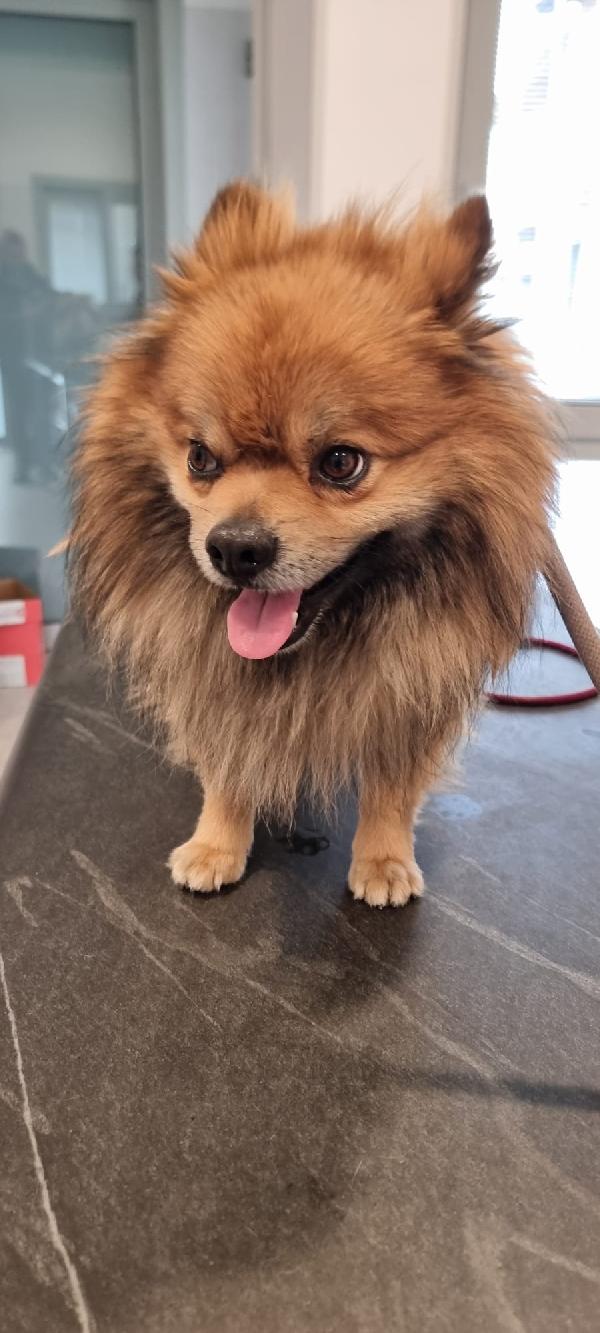 Pino❤️💙 Foto 4