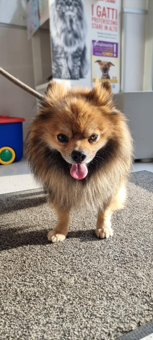 Pino❤️💙 Foto 5