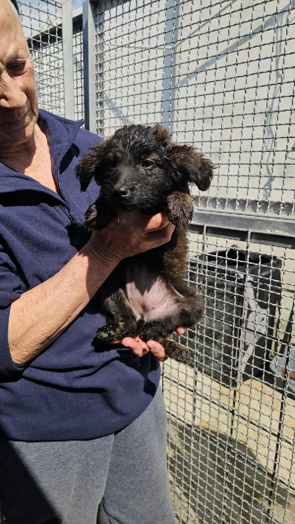 Topazia: 3 mesi taglia contenuta  Foto 2