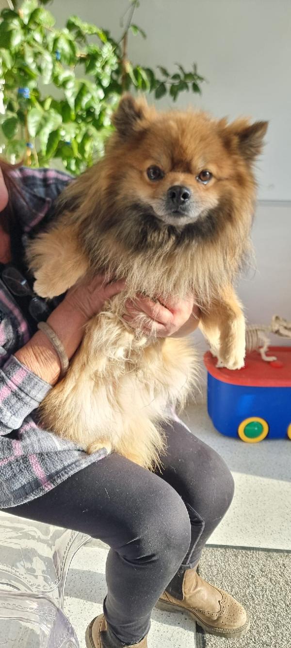 Pino...piccolo e con tanta voglia di amare Foto 2