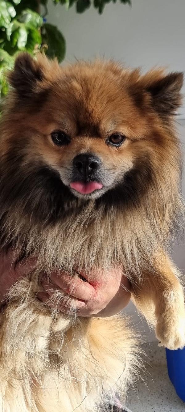 Pino...piccolo e con tanta voglia di amare Foto 3