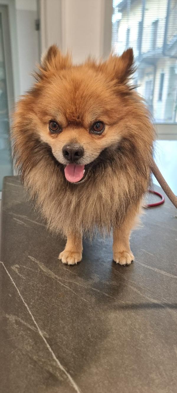 Pino...piccolo e con tanta voglia di amare Foto 4