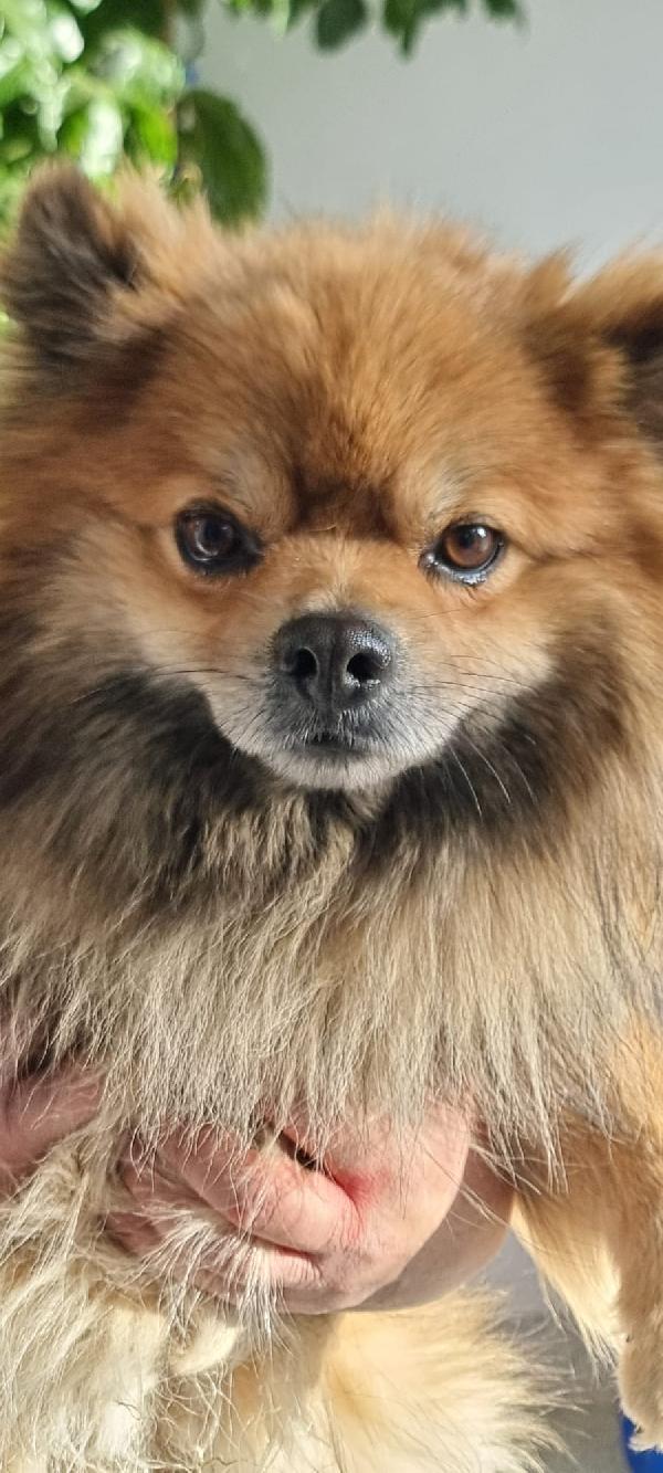 Pino...piccolo e con tanta voglia di amare Foto 7