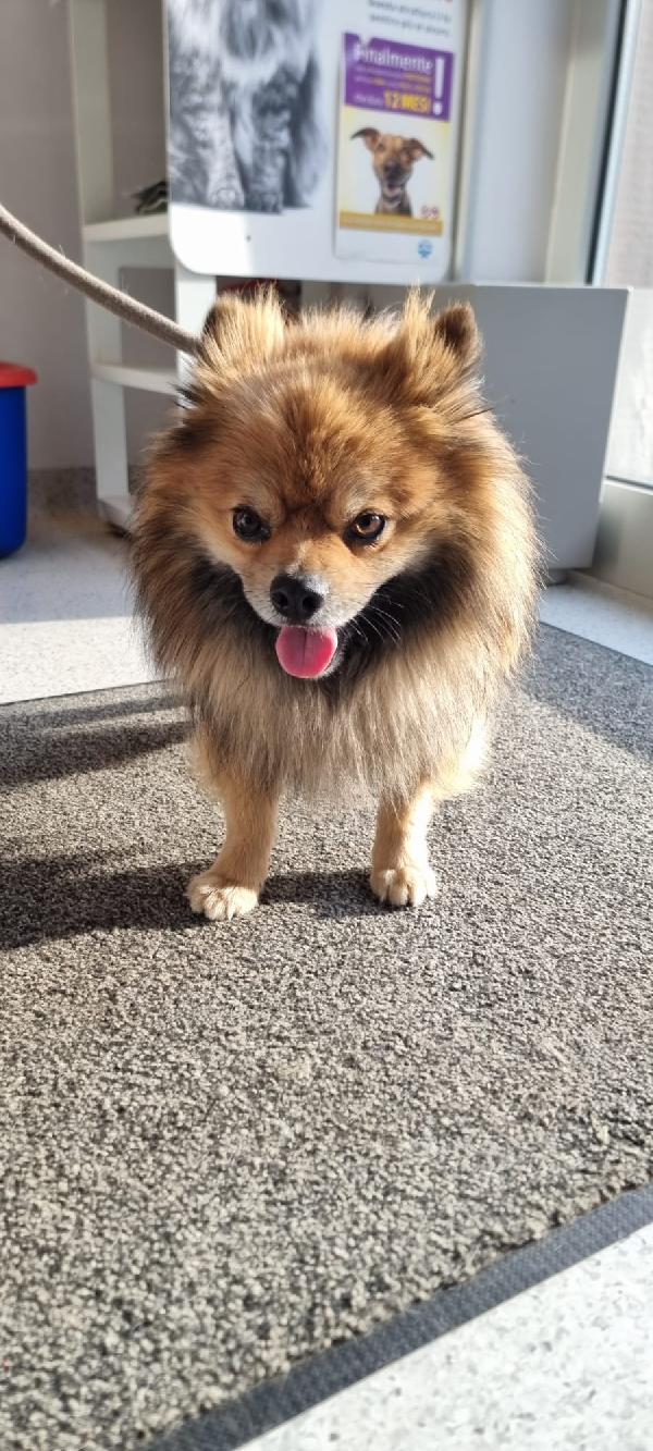 Pino...piccolo e con tanta voglia di amare Foto 8