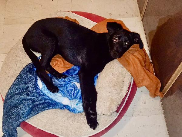 Nike...4 mesi e tanta voglia di rinascere  Foto 2