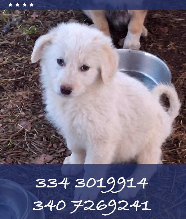 Eros🏩🦮🐾 Foto 2