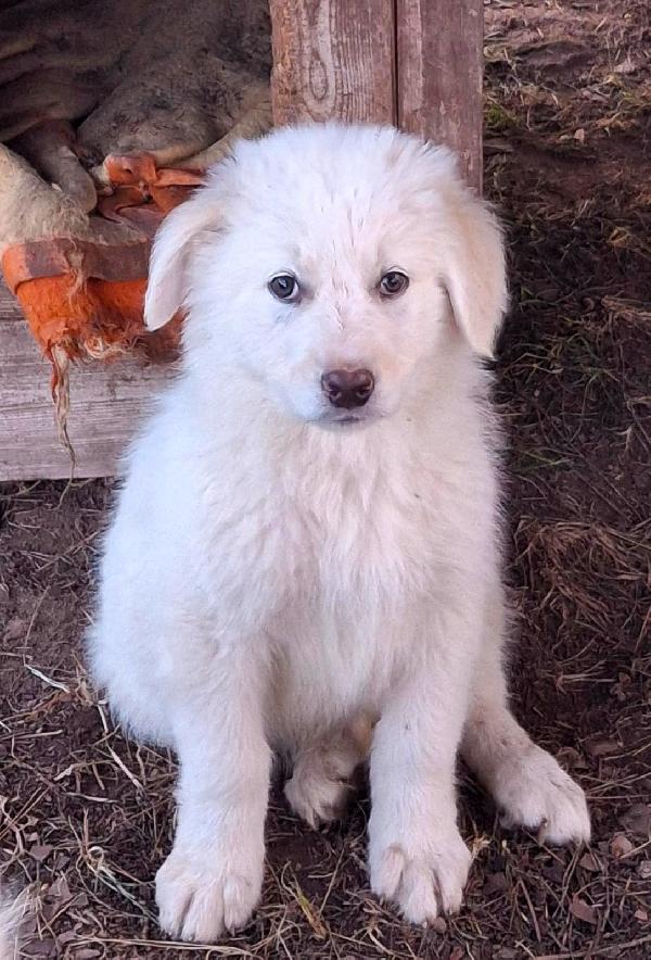 Eros🏩🦮🐾 Foto 4