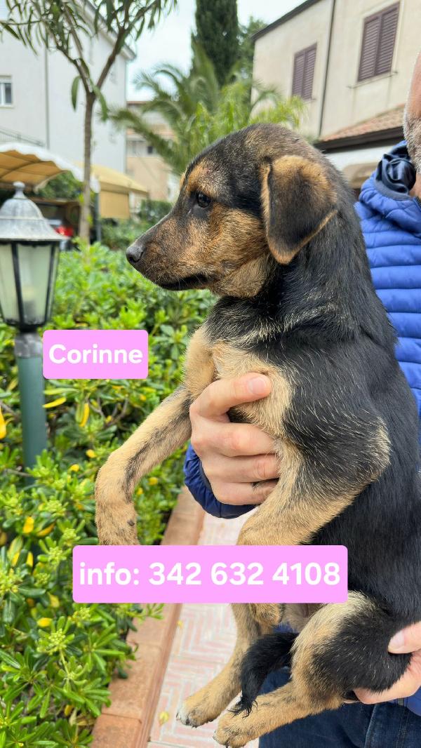 Corinne🌸🍀🐾 3 mesi Foto 4