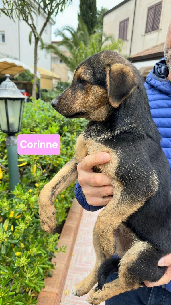 Corinne🌸🍀🐾 3 mesi Foto 5