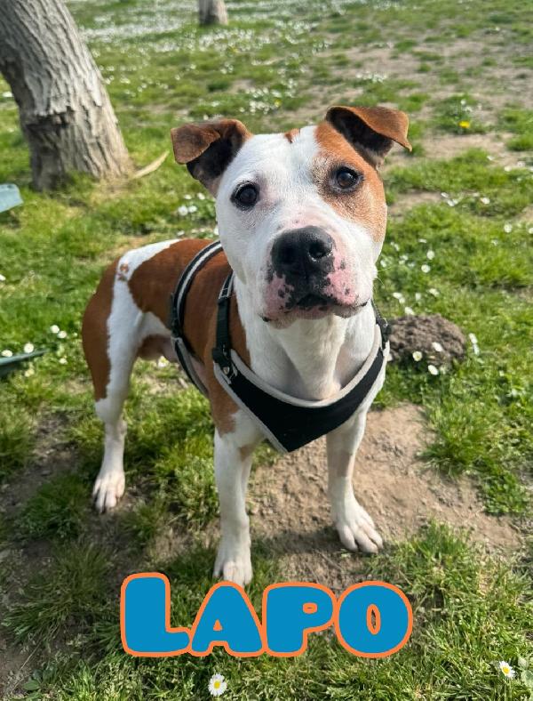 Lapo Amstaff 