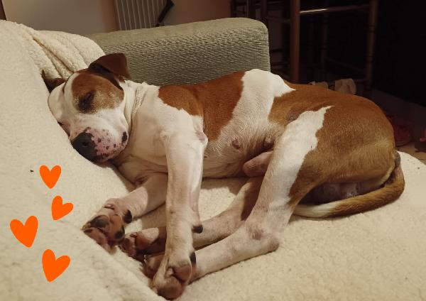 Lapo amstaff  Foto 2