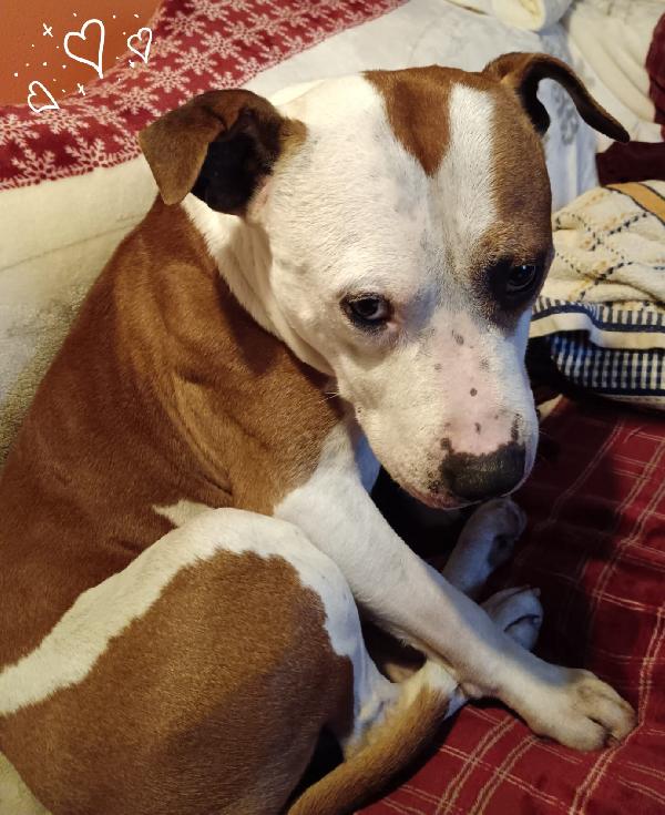 Lapo amstaff  Foto 3