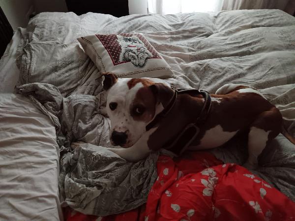 Lapo amstaff  Foto 4