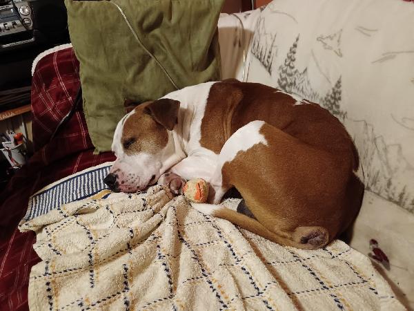 Lapo amstaff  Foto 5