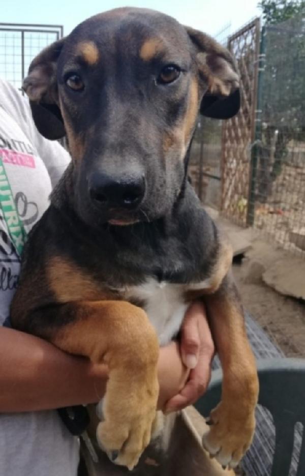 Albertina Mix Pastorina 4Anni Cresce In Rifugio.catania