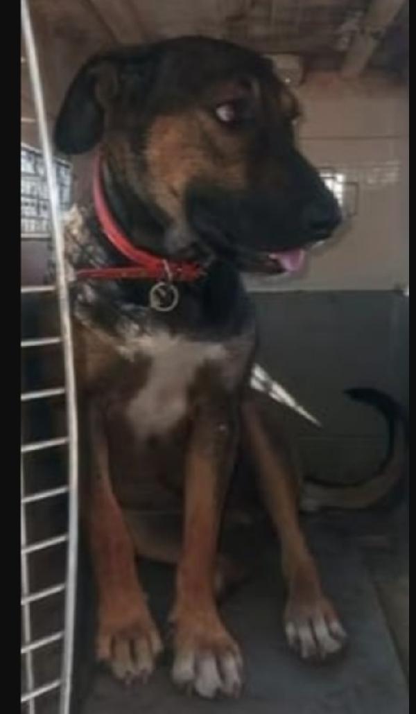 Albertina mix pastorina 4anni cresce in rifugio.CATANIA Foto 2