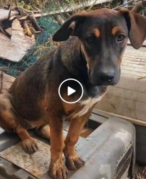 Albertina mix pastorina 4anni cresce in rifugio.CATANIA Foto 3