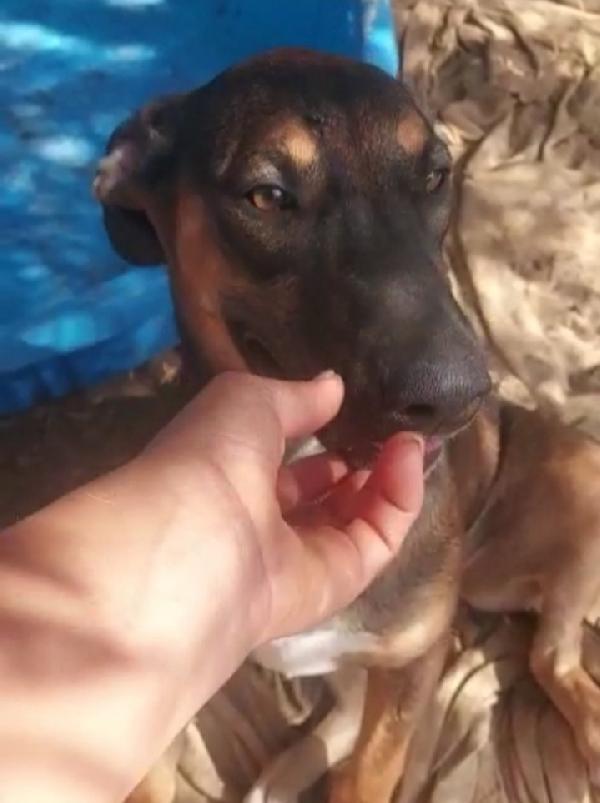 Albertina mix pastorina 4anni cresce in rifugio.CATANIA Foto 4