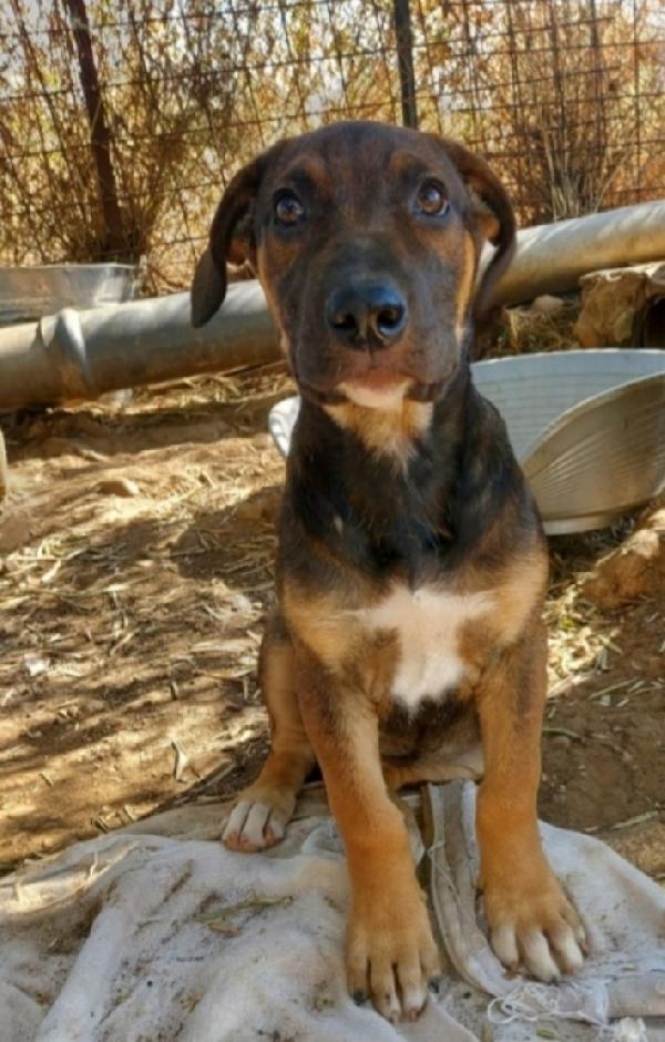 Albertina mix pastorina 4anni cresce in rifugio.CATANIA Foto 5