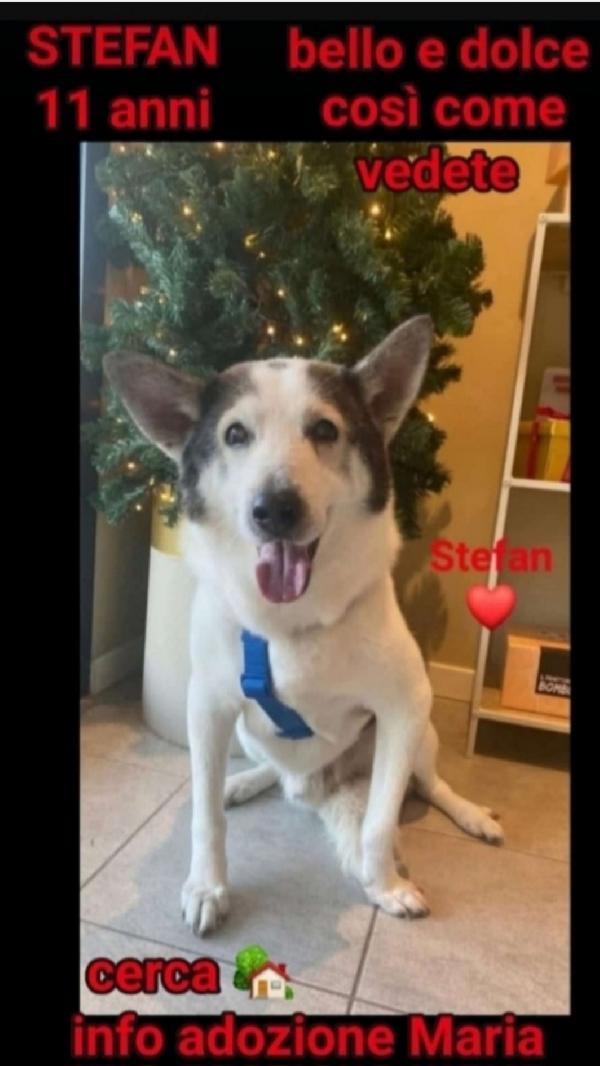 Mix Husky 11Anni Vissuto A Catena Tra Rottami.brescia