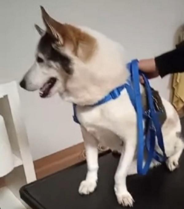 Mix Husky 11anni vissuto a catena tra rottami.BRESCIA Foto 2