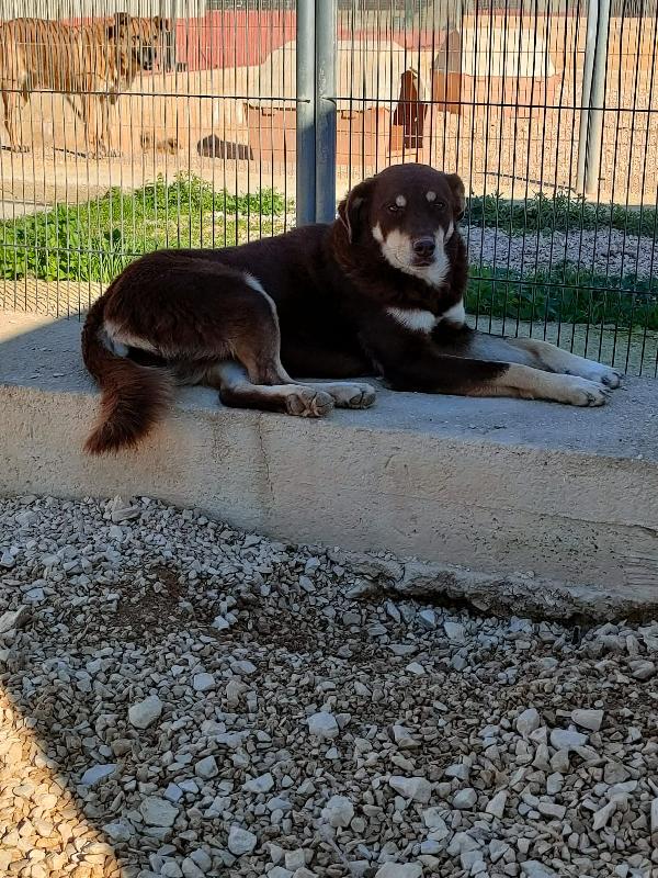 Carlotta, meticcio, 4 anni, taglia medio-grande Foto 4