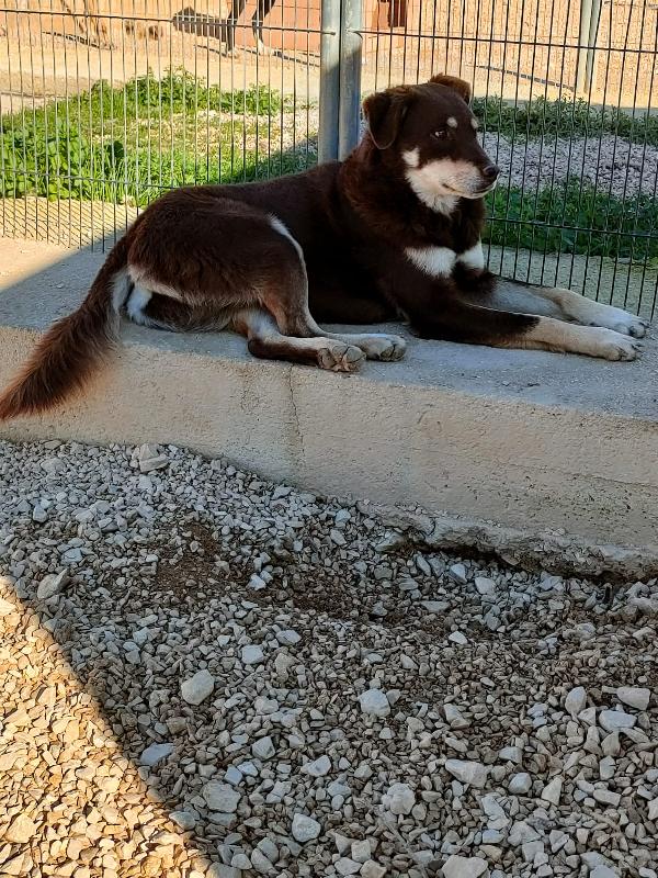 Carlotta, meticcio, 4 anni, taglia medio-grande Foto 5