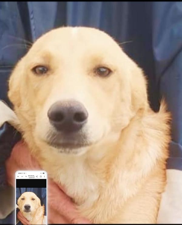 Speck quasi 2anni dal recinto al canile! COSENZA Foto 2