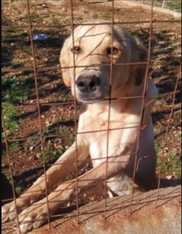 Speck Quasi 2Anni Dal Recinto Al Canile! Cosenza