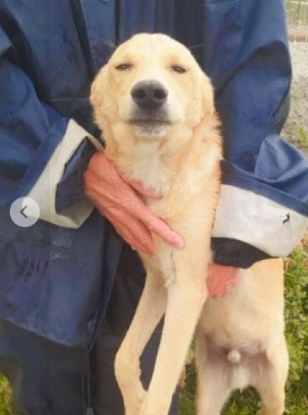 Speck quasi 2anni dal recinto al canile! COSENZA Foto 3