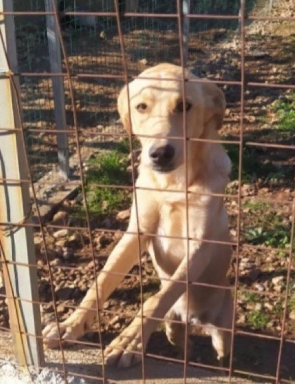 Speck quasi 2anni dal recinto al canile! COSENZA Foto 4