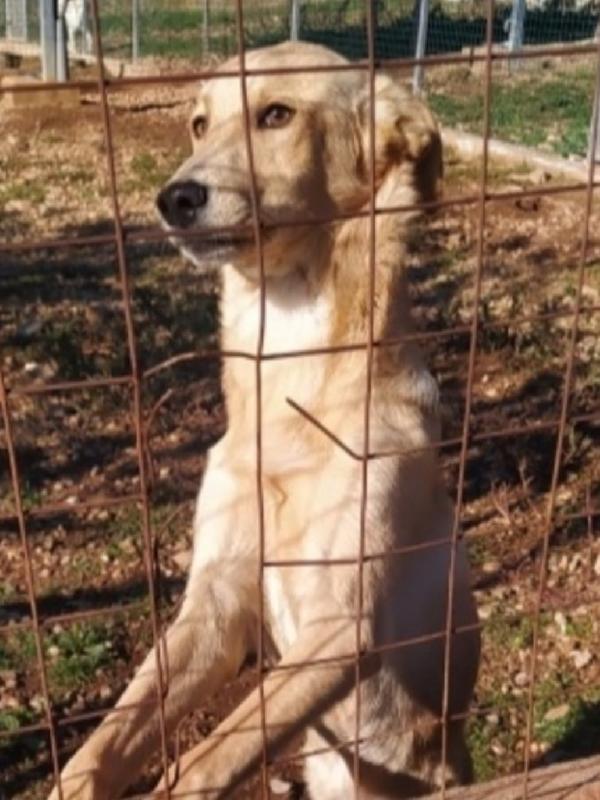 Speck quasi 2anni dal recinto al canile! COSENZA Foto 5