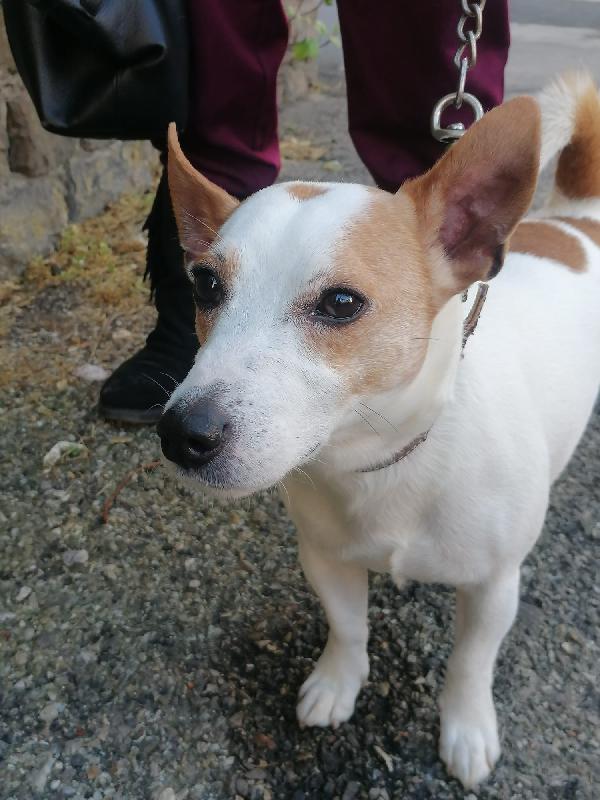 Bolt, Jack Russel Cessione Di Proprietà 