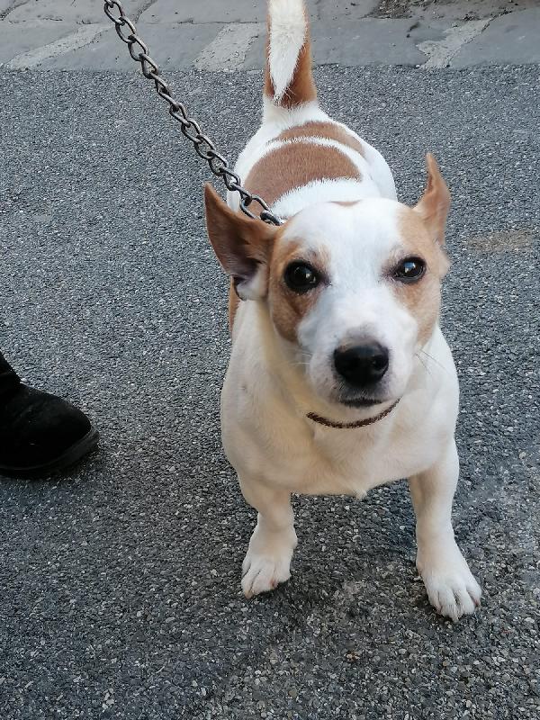 BOLT, jack Russel cessione di proprietà  Foto 2