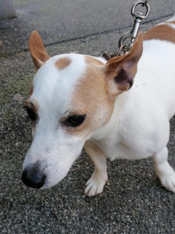 BOLT, jack Russel cessione di proprietà  Foto 3