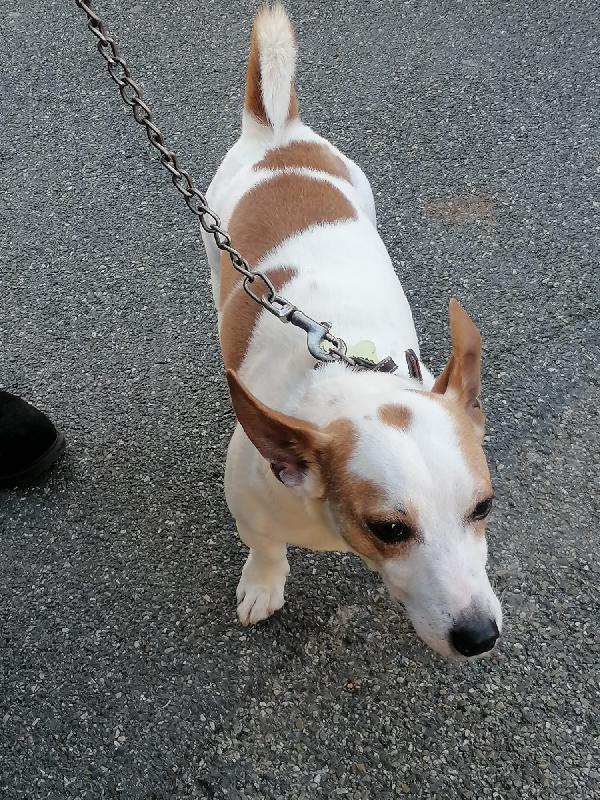 BOLT, jack Russel cessione di proprietà  Foto 4