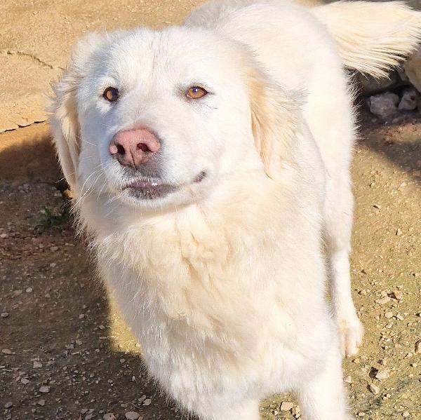 Adotta La Bellissima E Dolcissima Dafne.adottabile In Tutta Itlia!