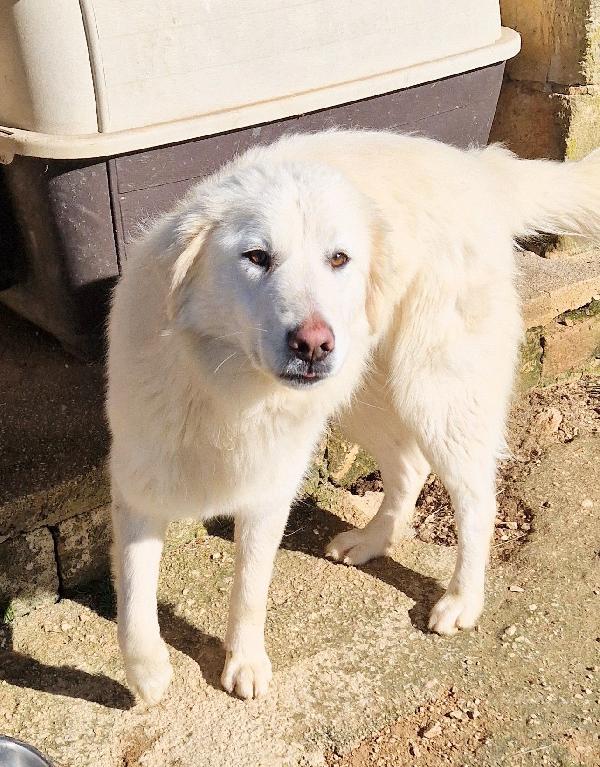 ADOTTA LA BELLISSIMA E DOLCISSIMA DAFNE.ADOTTABILE IN TUTTA ITLIA! Foto 3