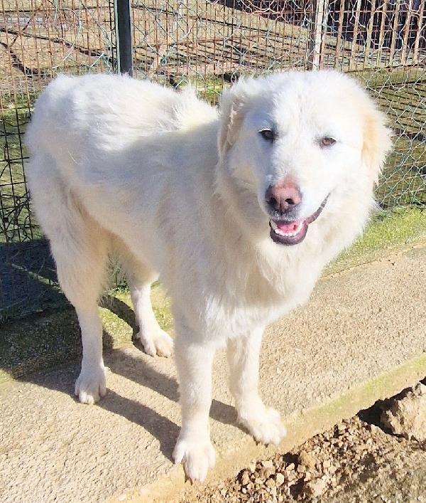 ADOTTA LA BELLISSIMA E DOLCISSIMA DAFNE.ADOTTABILE IN TUTTA ITLIA! Foto 4