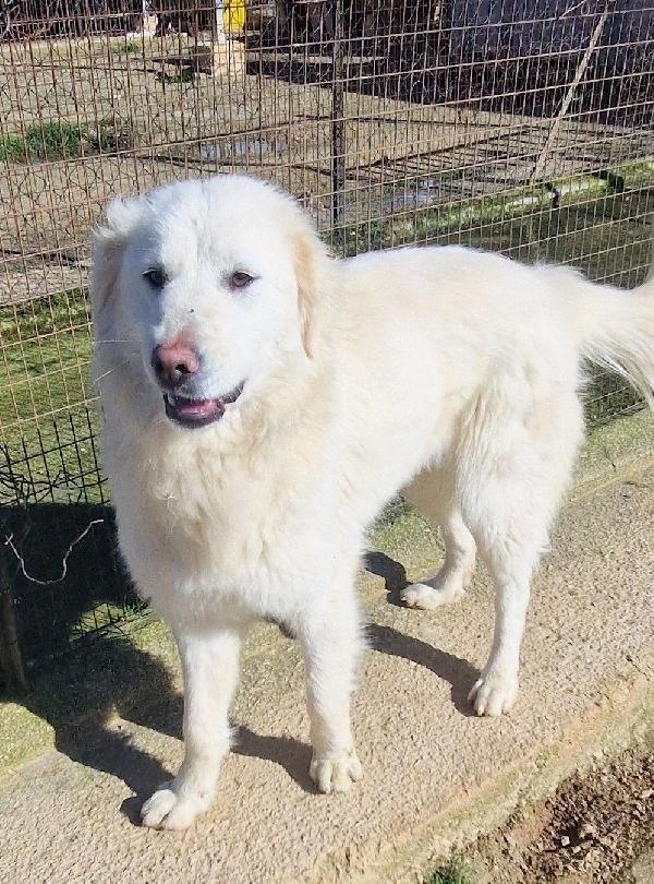 ADOTTA LA BELLISSIMA E DOLCISSIMA DAFNE.ADOTTABILE IN TUTTA ITLIA! Foto 5