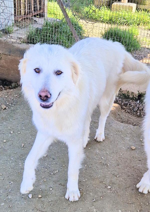 ADOTTA LA BELLISSIMA E DOLCISSIMA DAFNE.ADOTTABILE IN TUTTA ITLIA! Foto 6