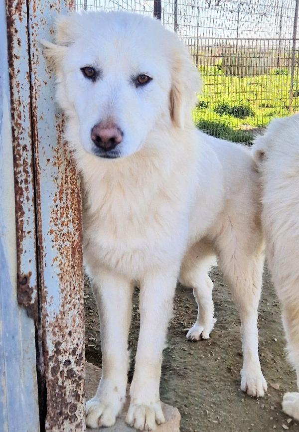 ADOTTA LA BELLISSIMA E DOLCISSIMA DAFNE.ADOTTABILE IN TUTTA ITLIA! Foto 8