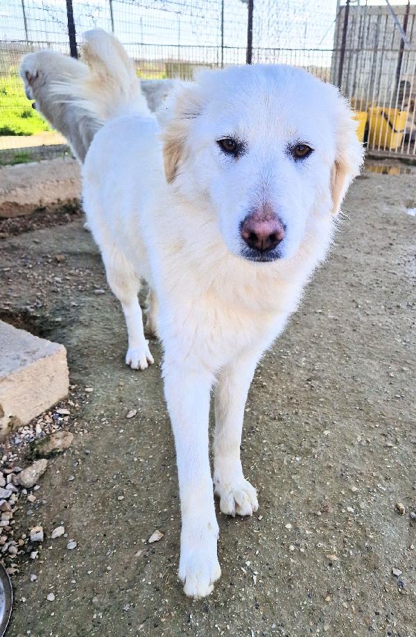 ADOTTA LA BELLISSIMA E DOLCISSIMA DAFNE.ADOTTABILE IN TUTTA ITLIA! Foto 11