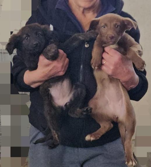 Perla: 3 mesi taglia contenuta  Foto 3