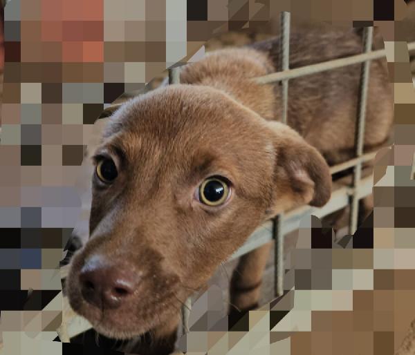 Ambra: 4 mesi taglia contenuta  Foto 3