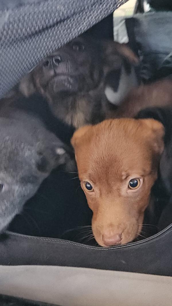 Giada: 4 mesi taglia contenuta  Foto 3