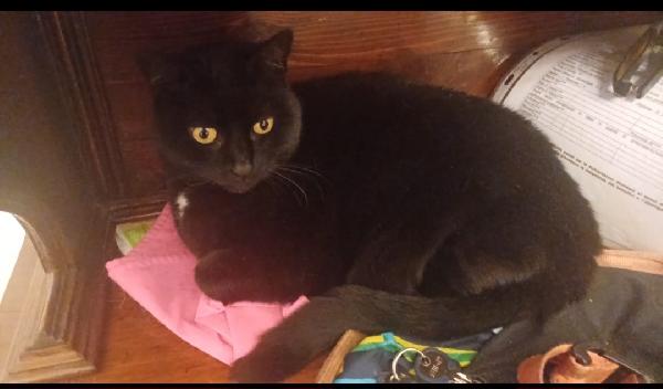 Micia Nera 5Anni Rimasta Orfana. Genova Urgente 