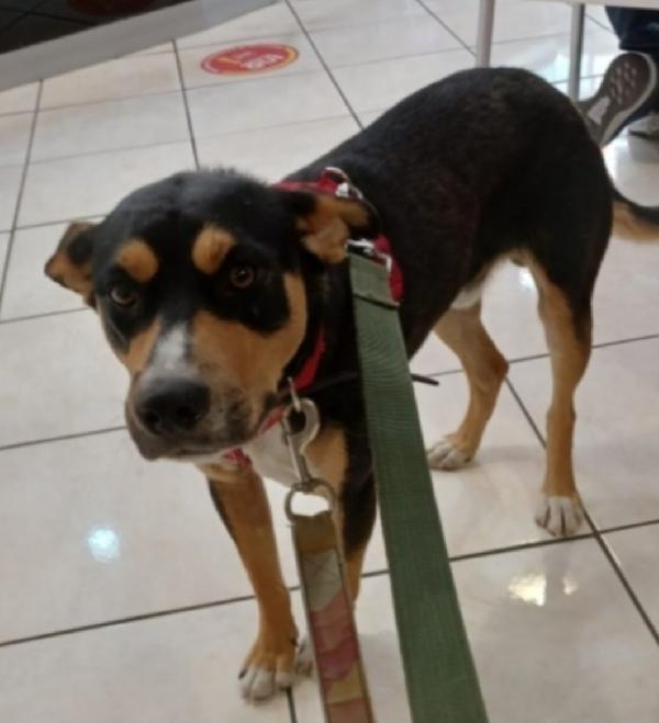 Joe 3/4anni salvato 2anni fa CATANIA SOS Foto 2