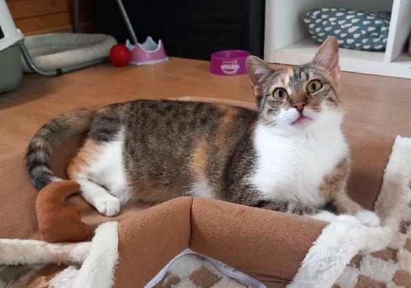 Karina, splendida micia in adozione! Foto 3